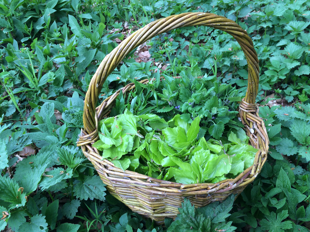 Divoké jedlé  rastliny - kurz pri Poprade - prechádzka a ukážka rastlín priamo v prírode + zelené smoothies