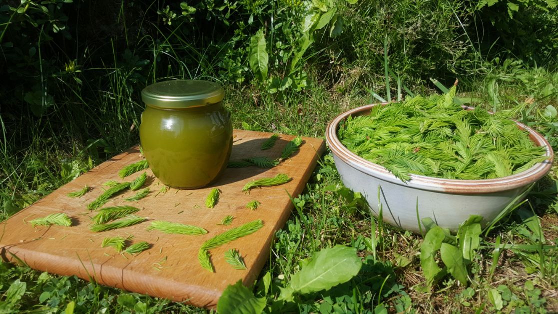 Divoké jedlé rastliny - kurz v Zaježovej - prechádzka a ukážka rastlín priamo v prírode + zelené smoothies