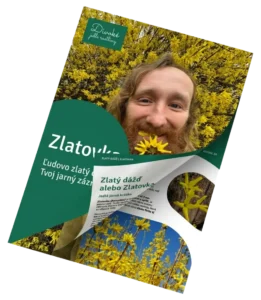 Zlatovka - zlatý dážď