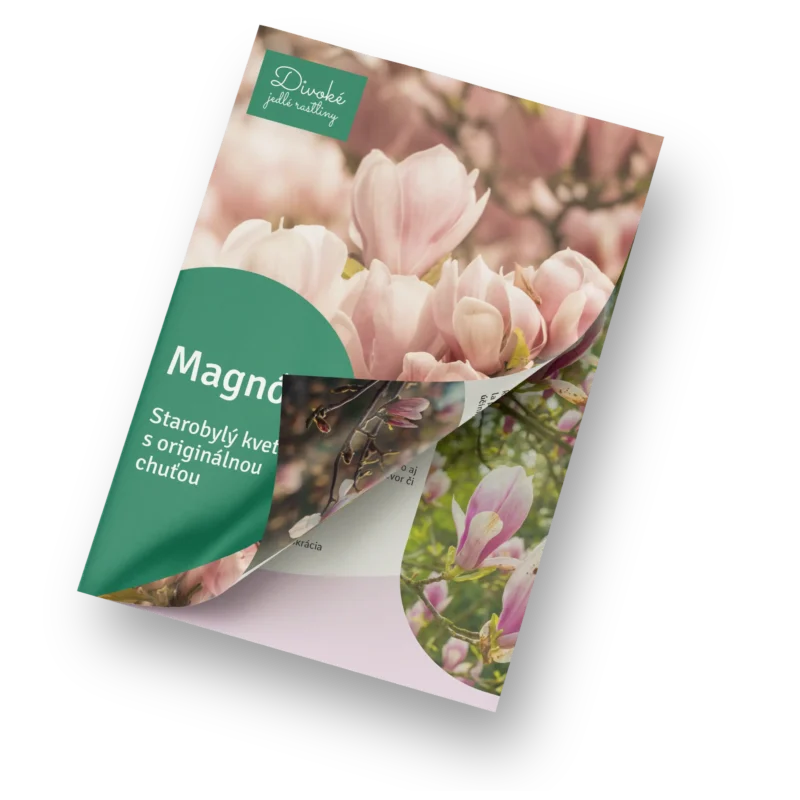 Magnólia - PDF Magnólia - PDF